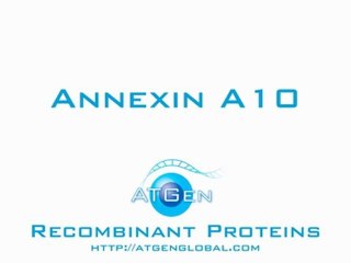 Annexin A10 Recombinant Protein