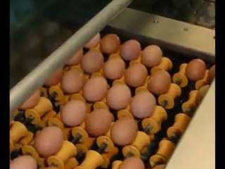 Ramassage automatisé des oeufs