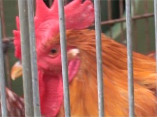 rara avis 3 (granollers)