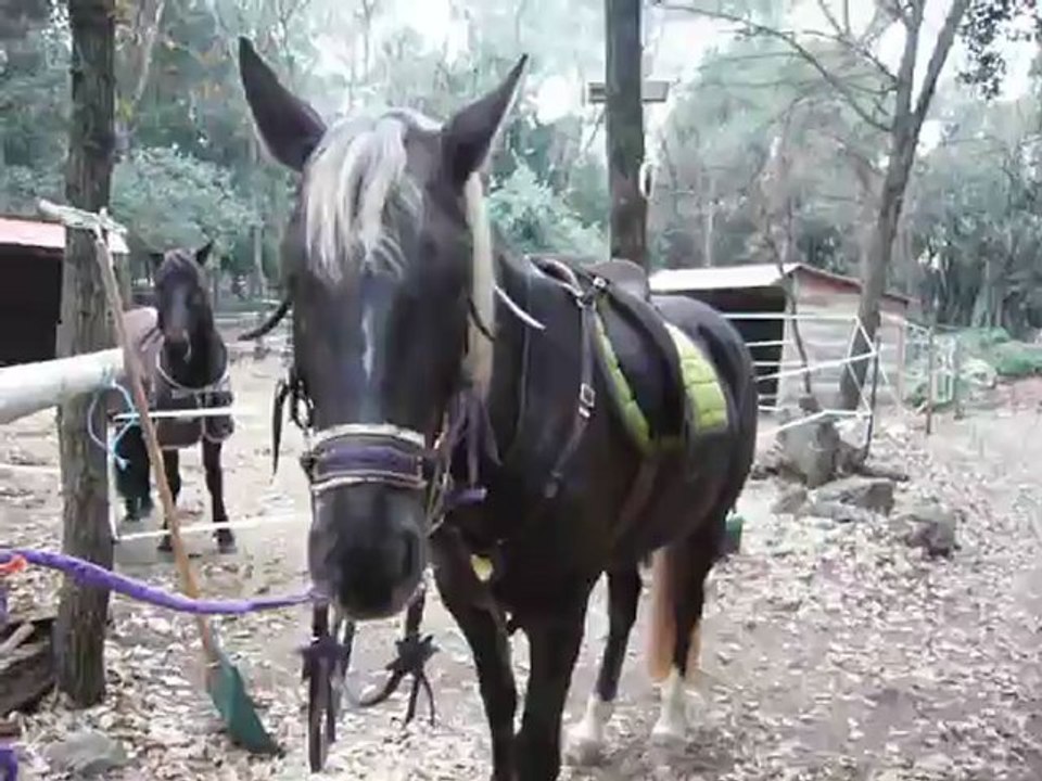 Silver Sam, j'arrive