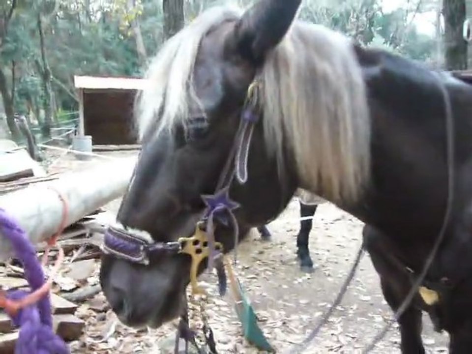 Silver Sam ma beauté