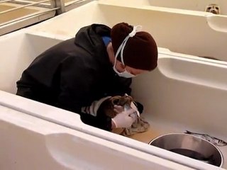 Baby seals inundate Dutch rehabilitation centre