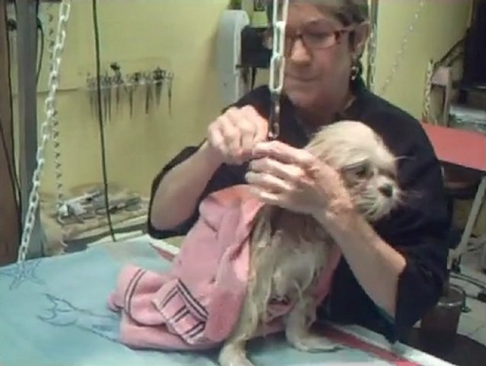 SALON TOILETTAGE REGARD CANIN GADGET