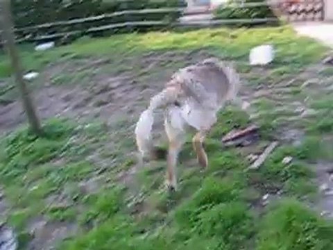 Chien loup tchecoslovaque courant ( délir )