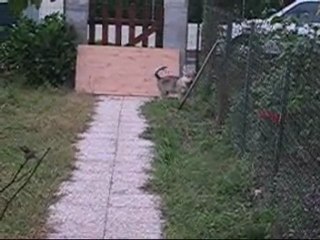 fufu chien loup tchecoslovaque