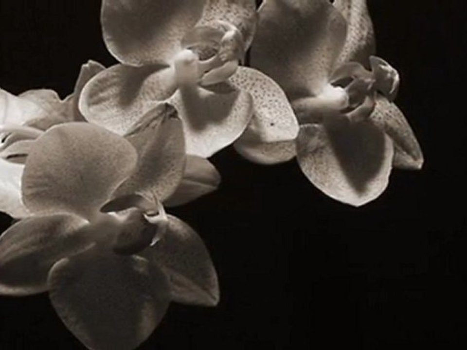 ENSTRÜMANTAL MÜZİK & YEMEN TÜRKÜSÜ