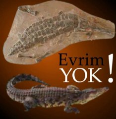 Fark Yok! Evrim Yok!