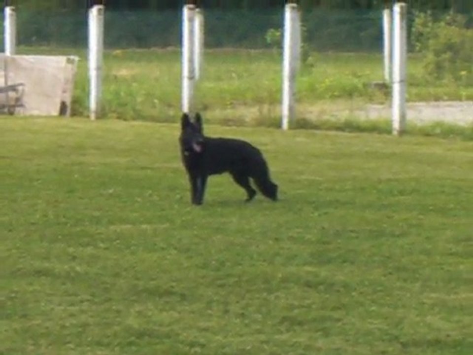 Bendjy des Wallabies Obé 1 positions en marche
