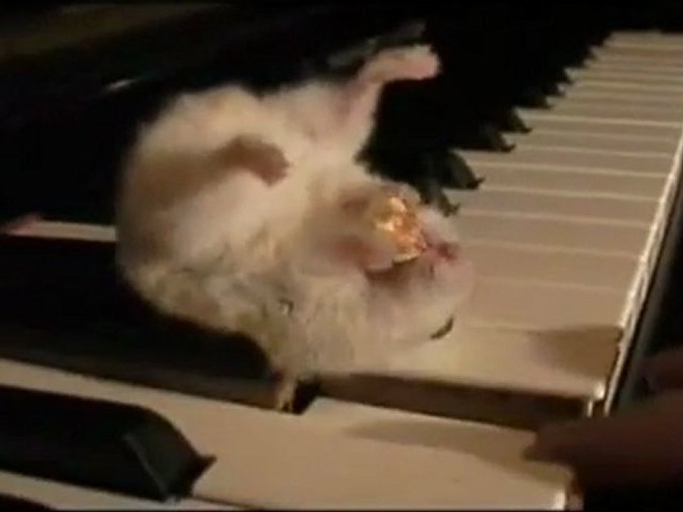 Patlamış Mısır Yiyen Hamster