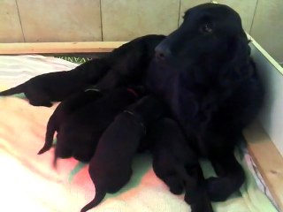 chiot flat coated de damira du pays fort