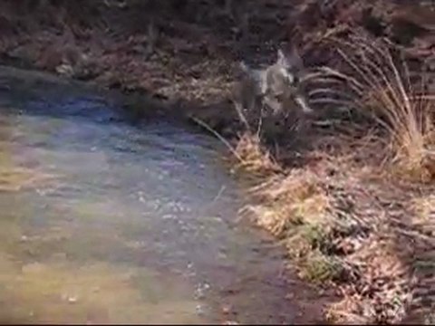 Chien loup tchecoslovaque a l'eau