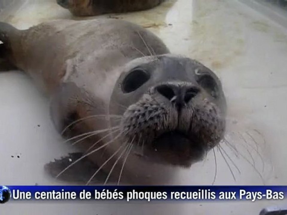 Une centaine de bébés phoques échoués aux Pays-Bas