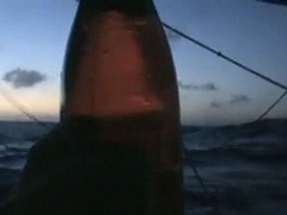 TRANSAT 6,50  - Fabienne Robin - Passage équateur - Champagne