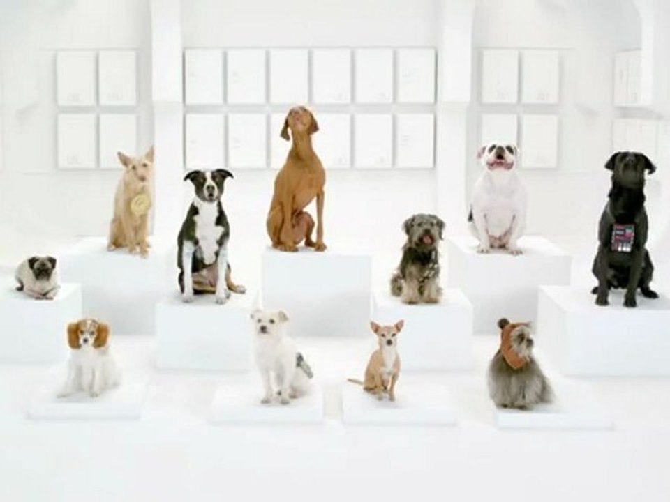 Des chiens font une reprise de la Marche Impériale de Star Wars en aboyant