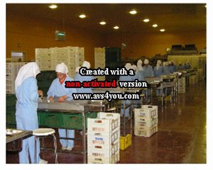 SAMRIOGLU EXPORT - Turkish  Dried Apricots