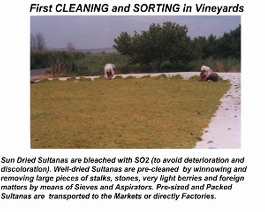 SAMRIOGLU EXPORT - Turkish  Sultanas -