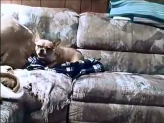 Dünyanın en korkak köpeği