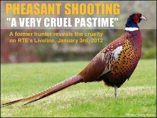 The cruelty of pheasant shooting