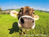 5 Unusual Facts About Cows