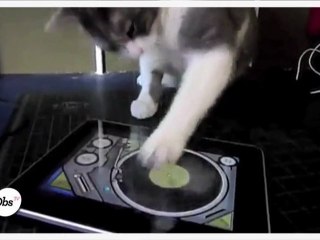 Le best-of des animaux accros aux tablettes