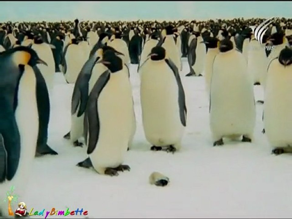 อัศจรรย์โลกน้ำแข็ง - ฤดูหนาว 20Jan12