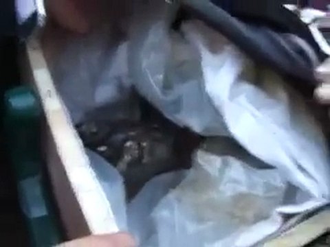 فري برس ريف دمشق الزبداني مراسم زفاف الشهيد البطل يحيى 29 10 2011 ج2