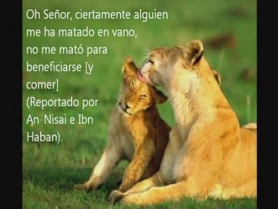 Islam bondad con los animales