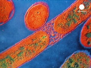 Belfast : 3 nourrissons décèdent après une infection