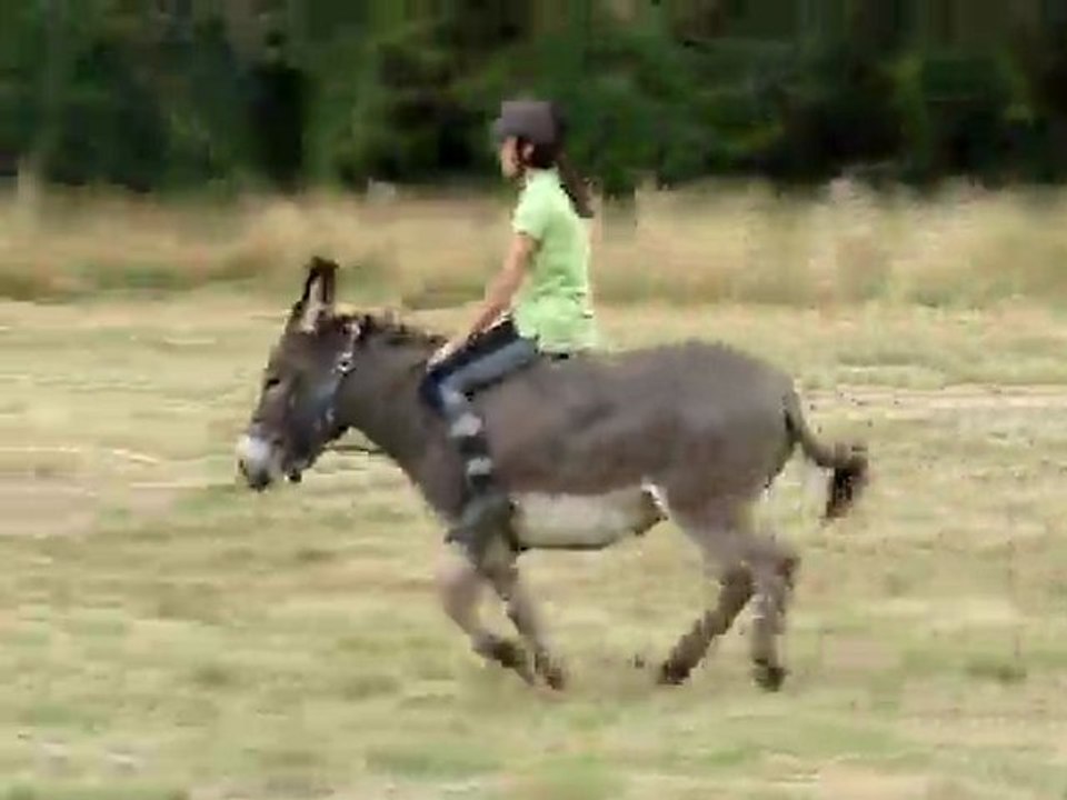 Chute dans la pâture P.