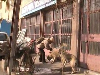 sanayi sitesindeki köpeğe işkence gibi...