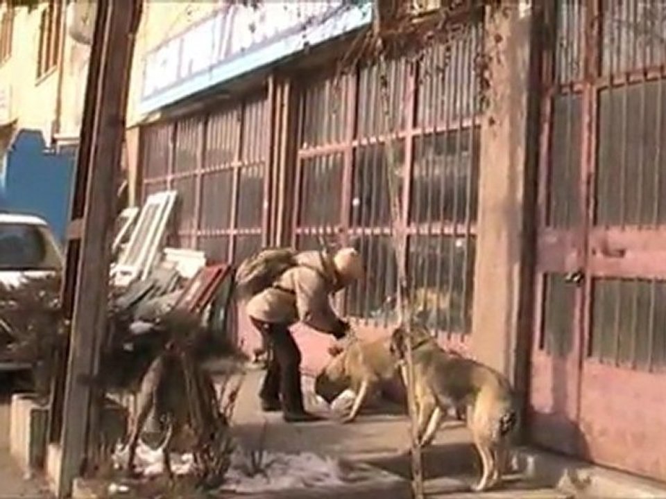 sanayi sitesindeki köpeğe işkence gibi...