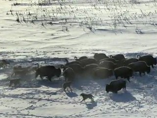 25 strong wolf pack hound a herd of bison