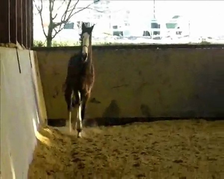 liberte manege voltee