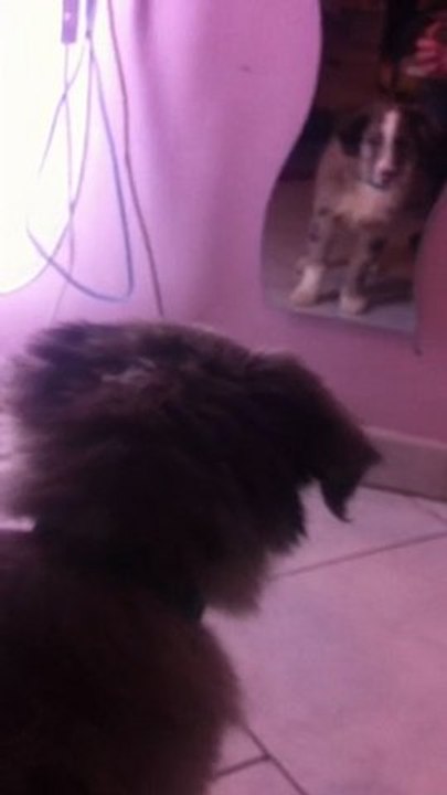 Gucci se regarde dans le miroir.