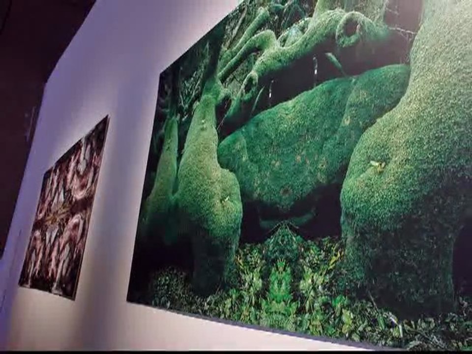 fabrice milochau, expo "la foret imaginée", diaporama - photographic exhibition