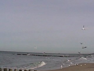 Mewy-Andrzej Korycki