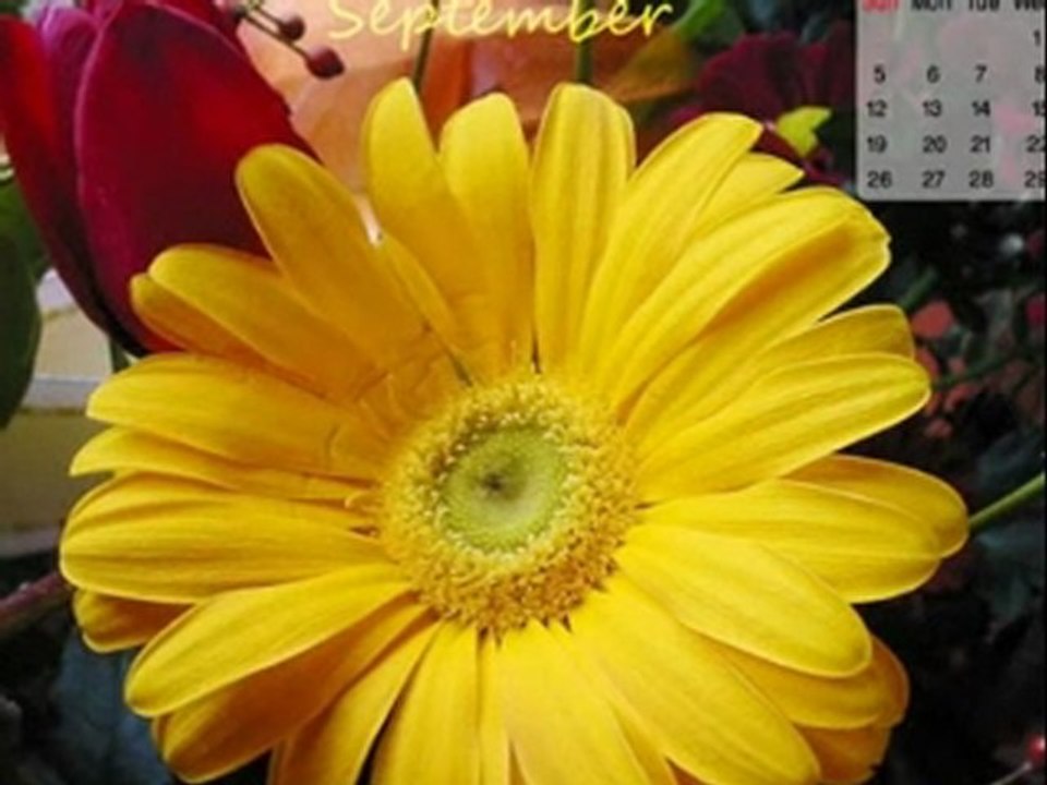 Etek Sari - İbrahim Tatlıses