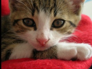 Ulysse le chat