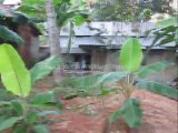 Trivandrum Real Estate :House and  Land  for Sale at Thirumala Kunnapuzha, Trivandrum
