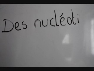 des nucléotides aux protéines