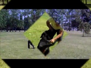 Ello ejercicios de obediencia