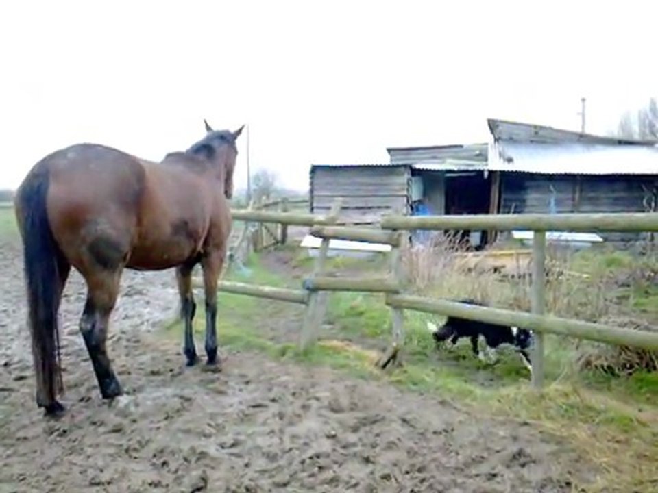 10.01.2012.a.sherkane.tliloa