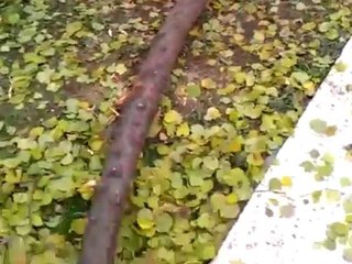 فري برس   حمص الحولة صورة أخرى لحصار عصابات الأسد للحولة 15 12 2011