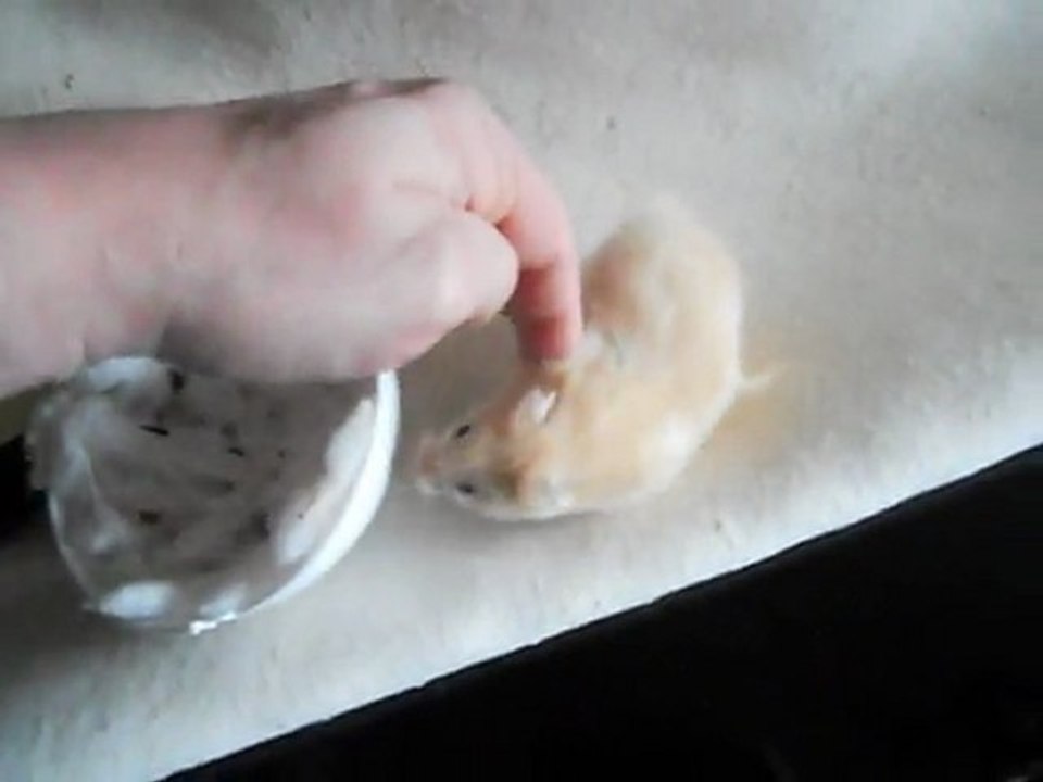 Hamster drole moustachu