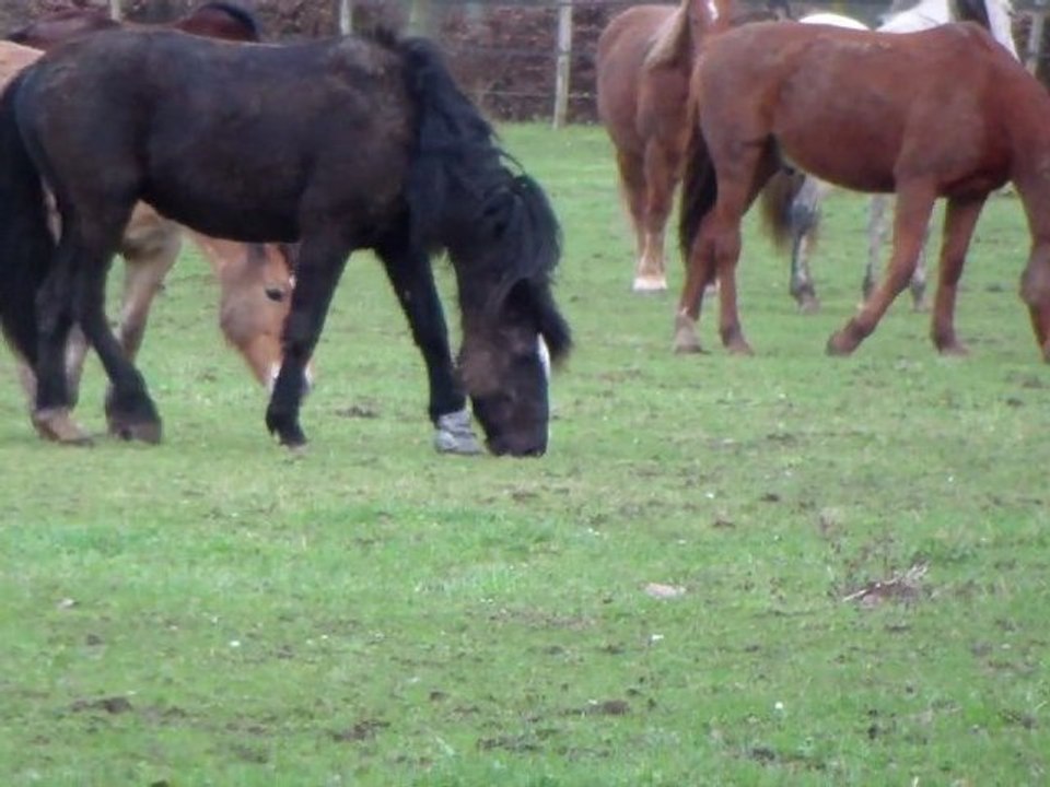 retour au pré 3 / 20 janvier 2012