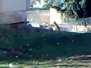 فري برس   الجيش السوري متوجه نحو بلدة كفرنبود 17 12 2011