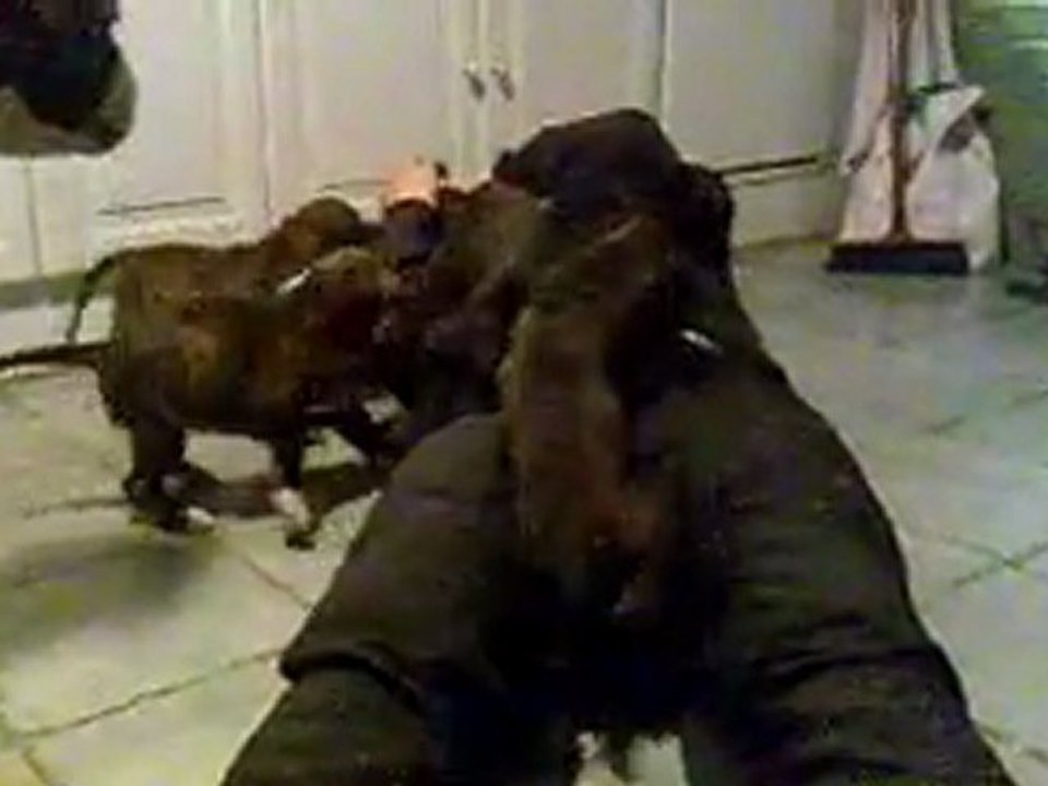 CHIOTS BOXER 6 semaines