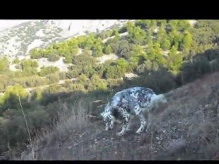 setter sunny benle ilk gezmeleri