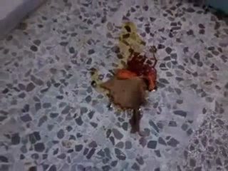 فري برس   اشلاء من لحم الشهداء الطاهر في الزبداني 20 12 2011