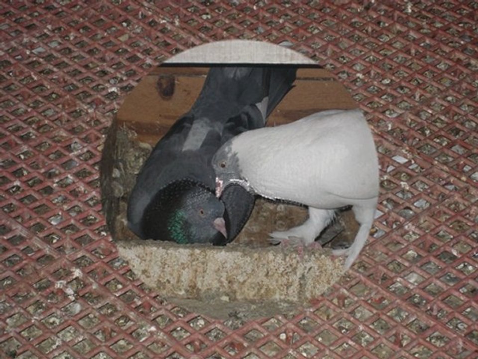 MAVİ BAŞ MAVİ KUYRUK KELEBEK